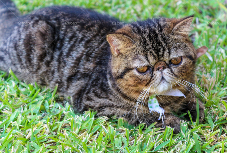 CUTE TABBY CAT