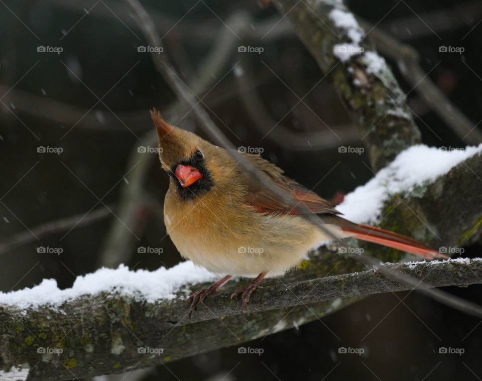 Cardinal