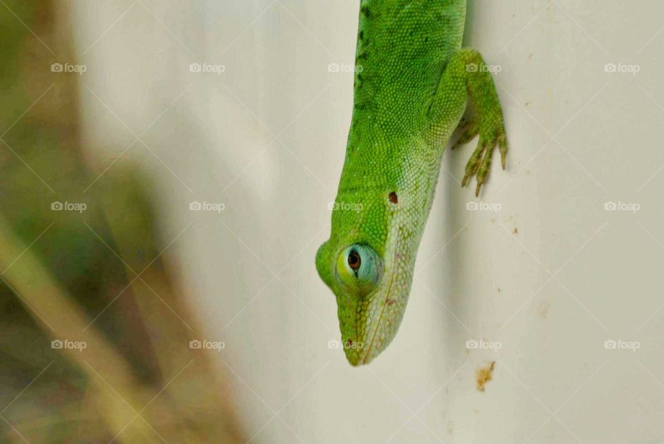 close up Lizard