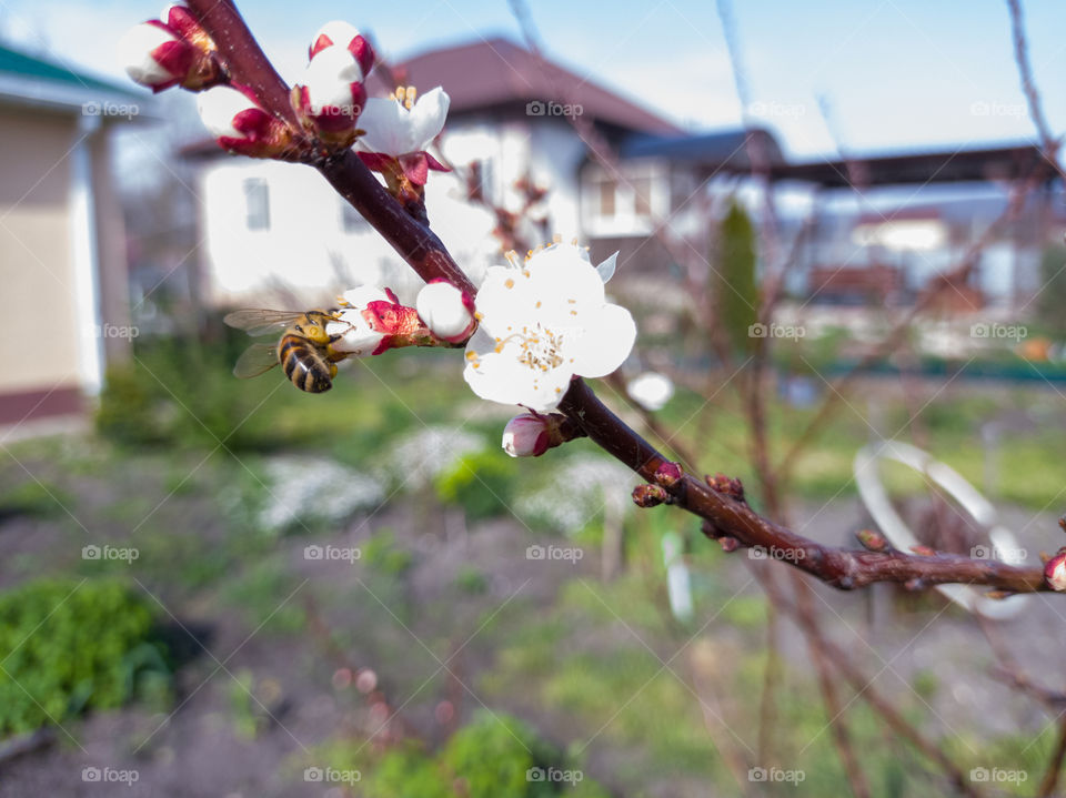 The bee collects pollen on white flowers.