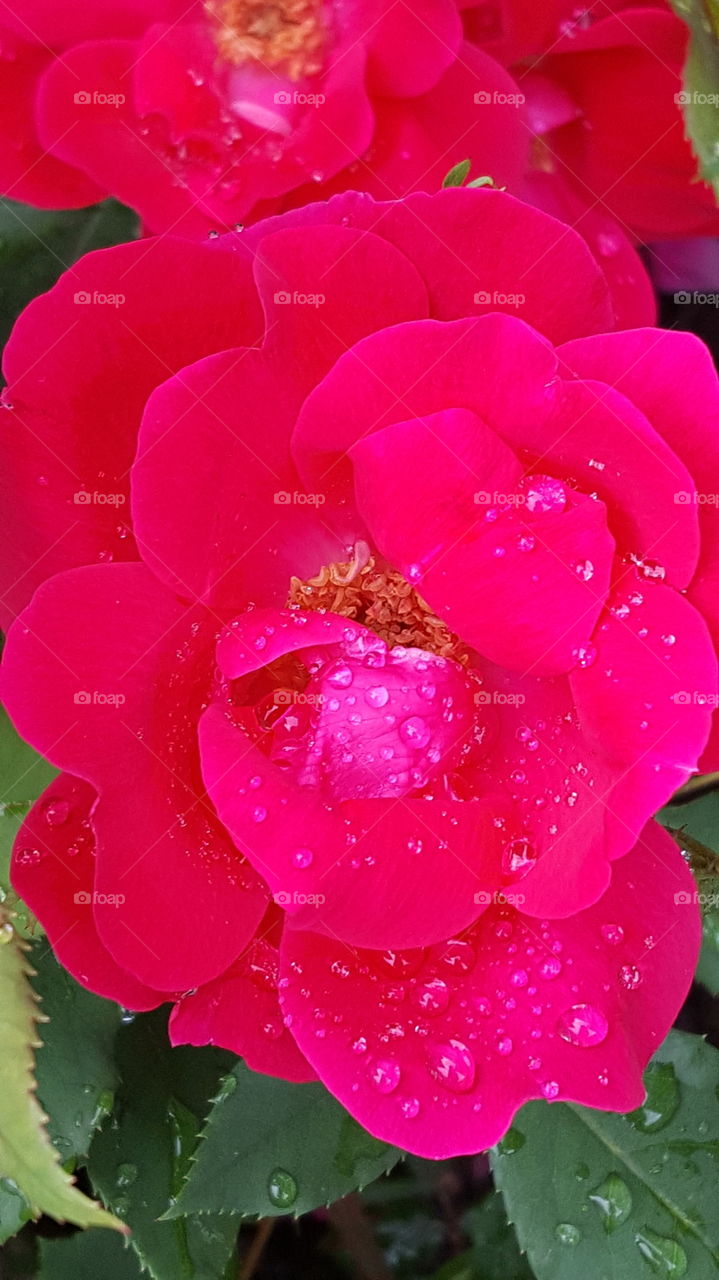 red flower with rain drops