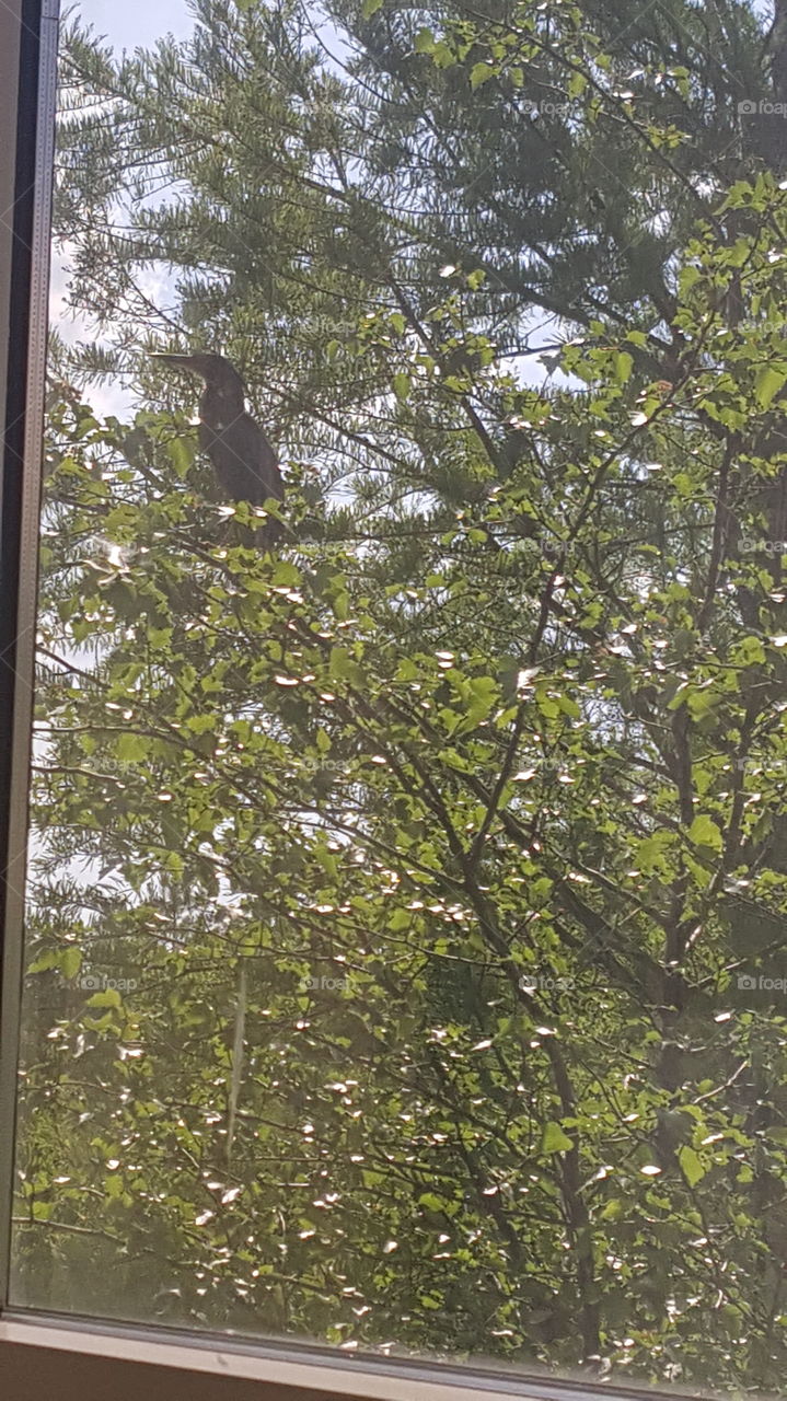 Bird Outside of my Window