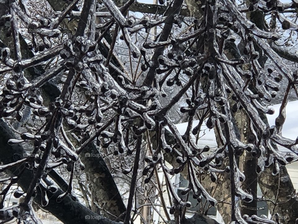 Tree branches encased in ice