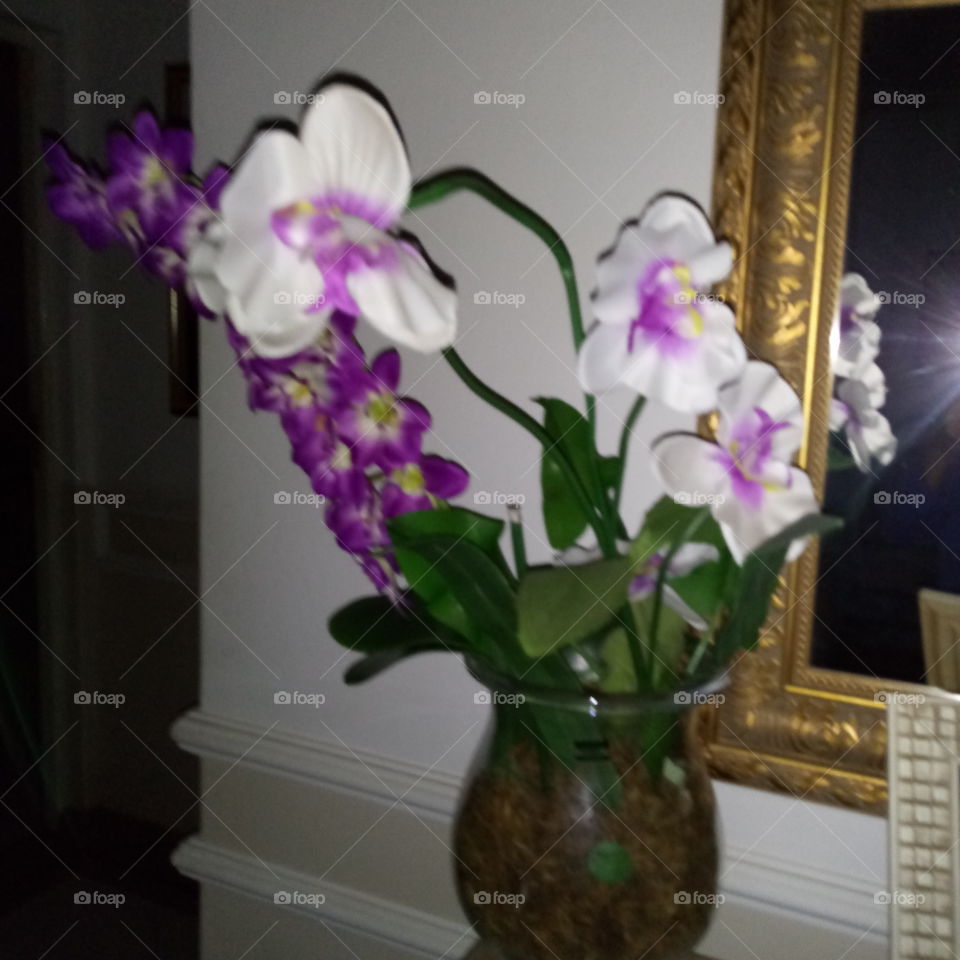 jarra orquídeas lindas