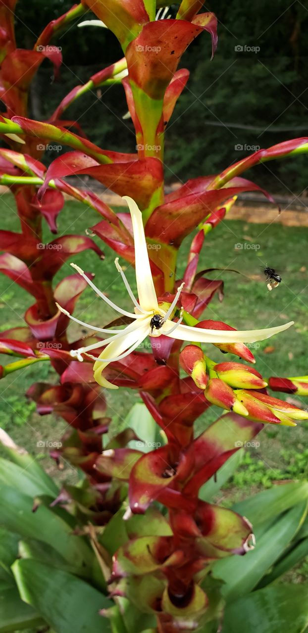 Flor Pólen