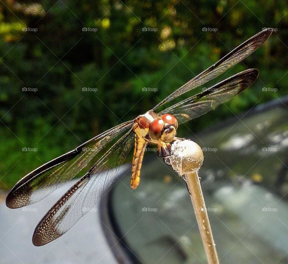 dragonfly 02