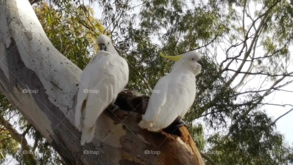 cockatoos