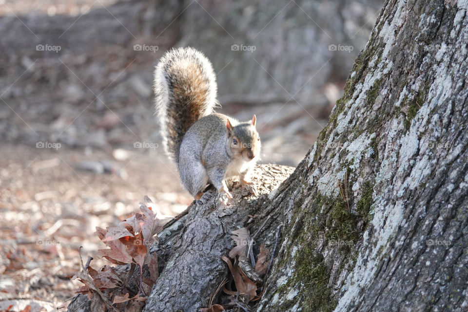 Playful bushy tail grey squirrel in sunlight at base of tree in forest.