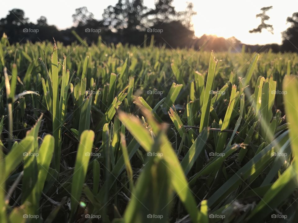 Close up of grass taken with portrait mode (iPhone 7+)