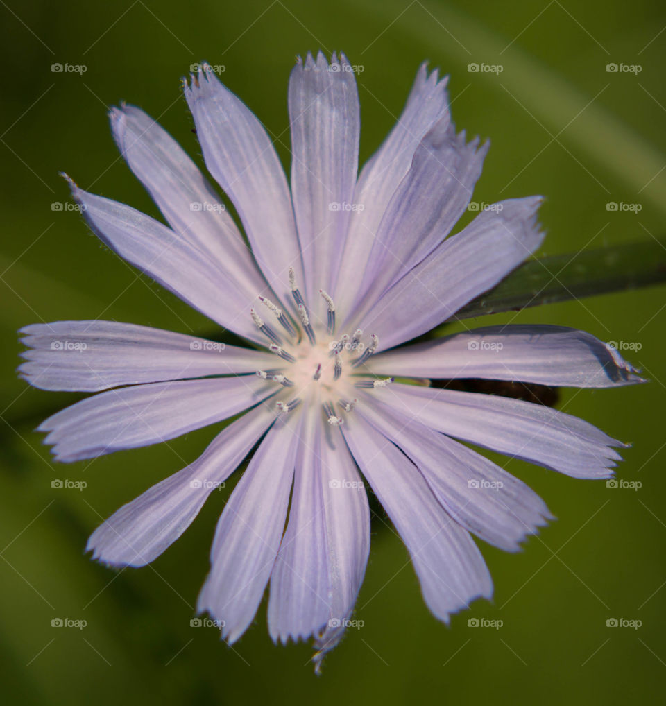 Purple flower in the forest under the shade of the trees