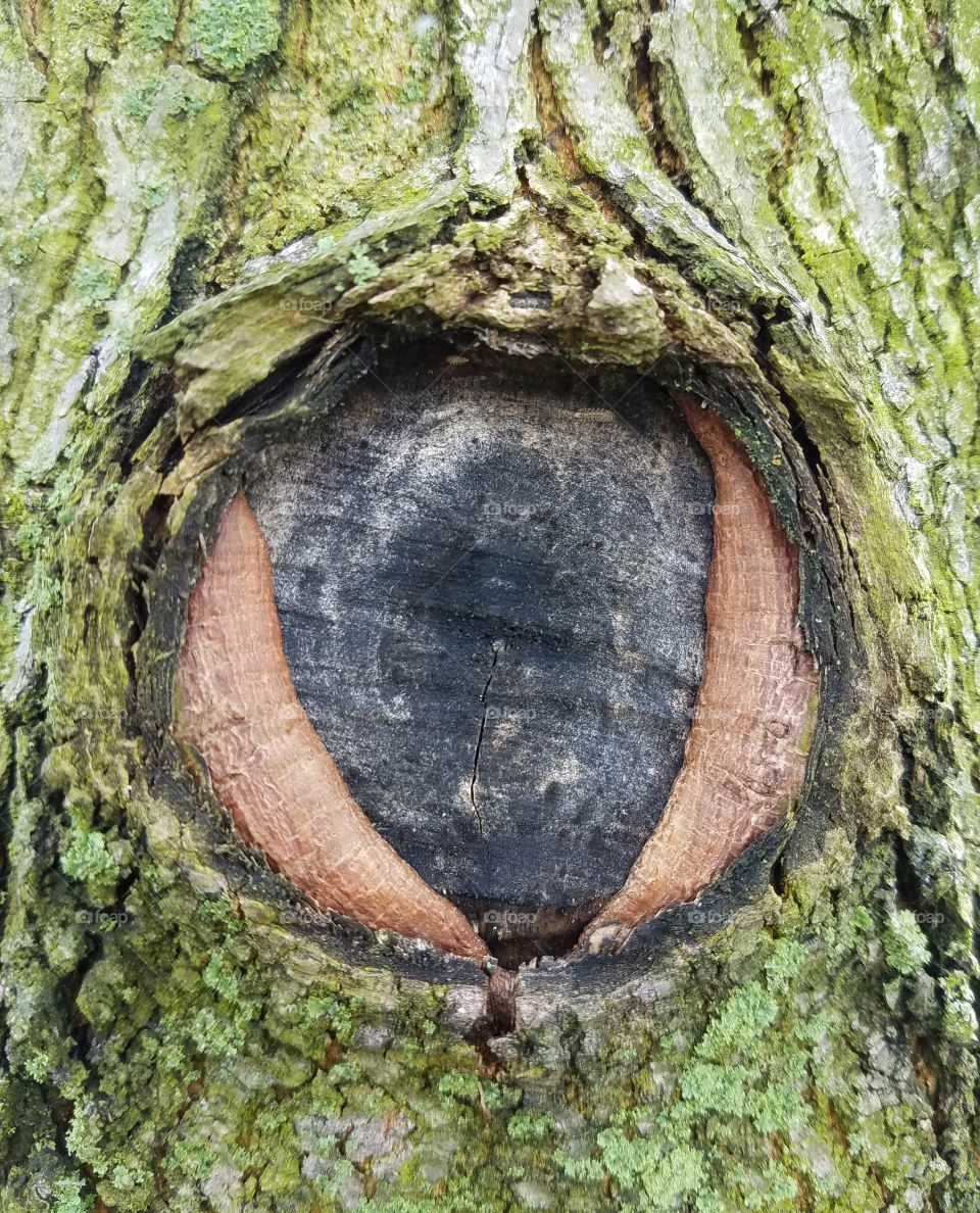 knot on tree that looks like an eyeball