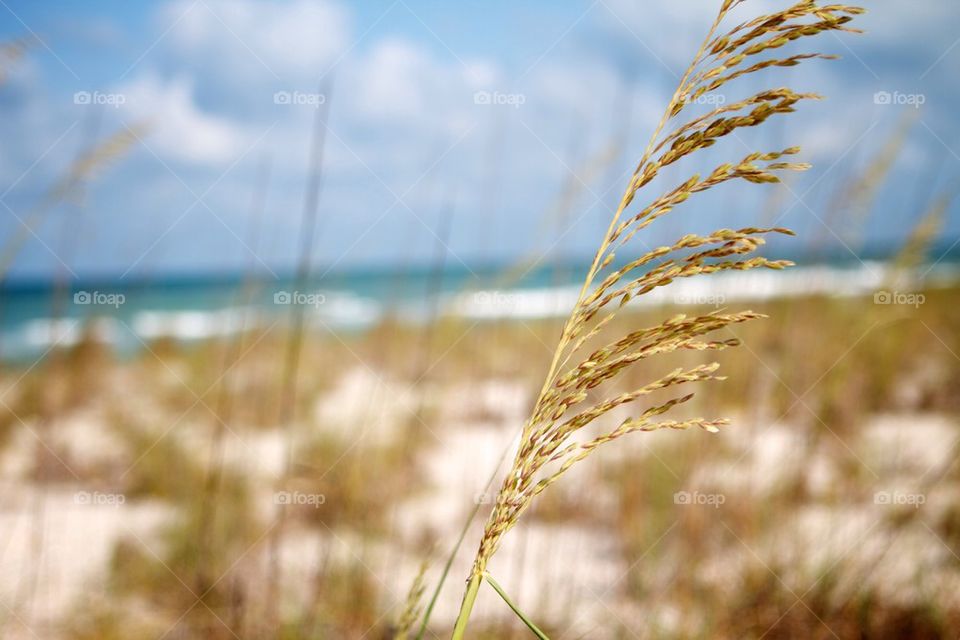 At the beach in Venice Florida.