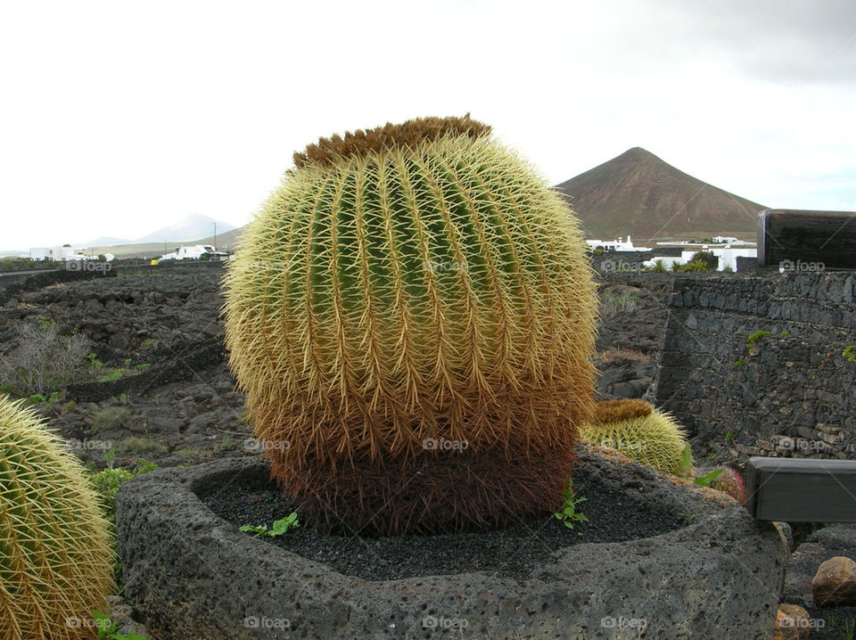 plant cactus rock lanzarote by jeanello