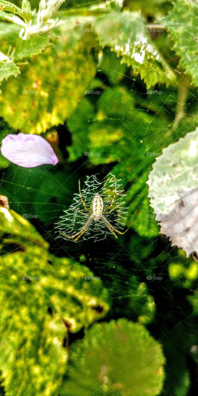 Spider