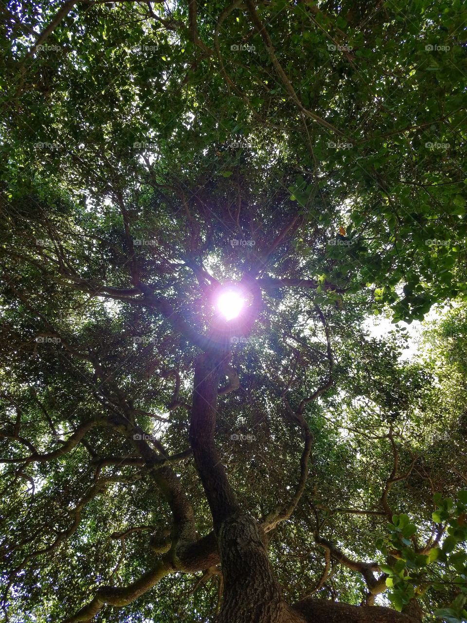 Sun shining through branches