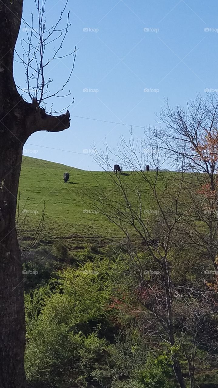cows on the hill