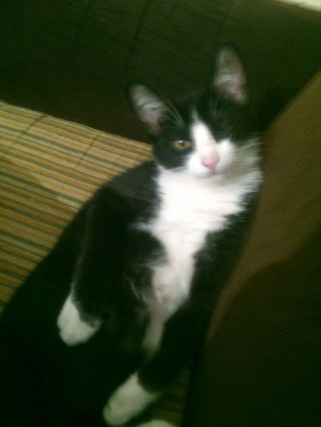 cat