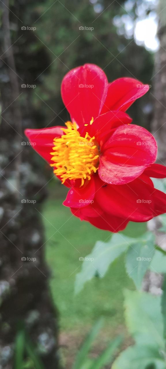 red dahlia