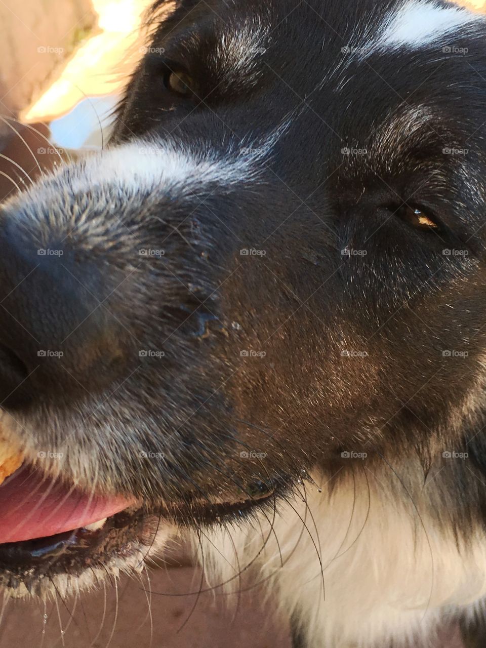 Border collie close up