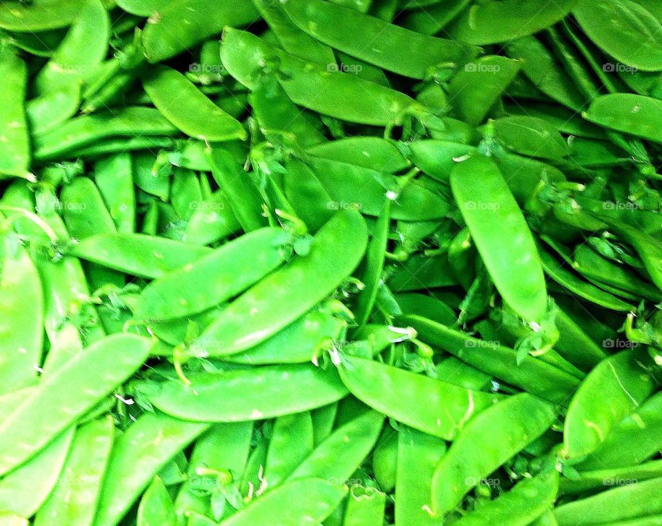 Lots of Yummy Snow Peas!