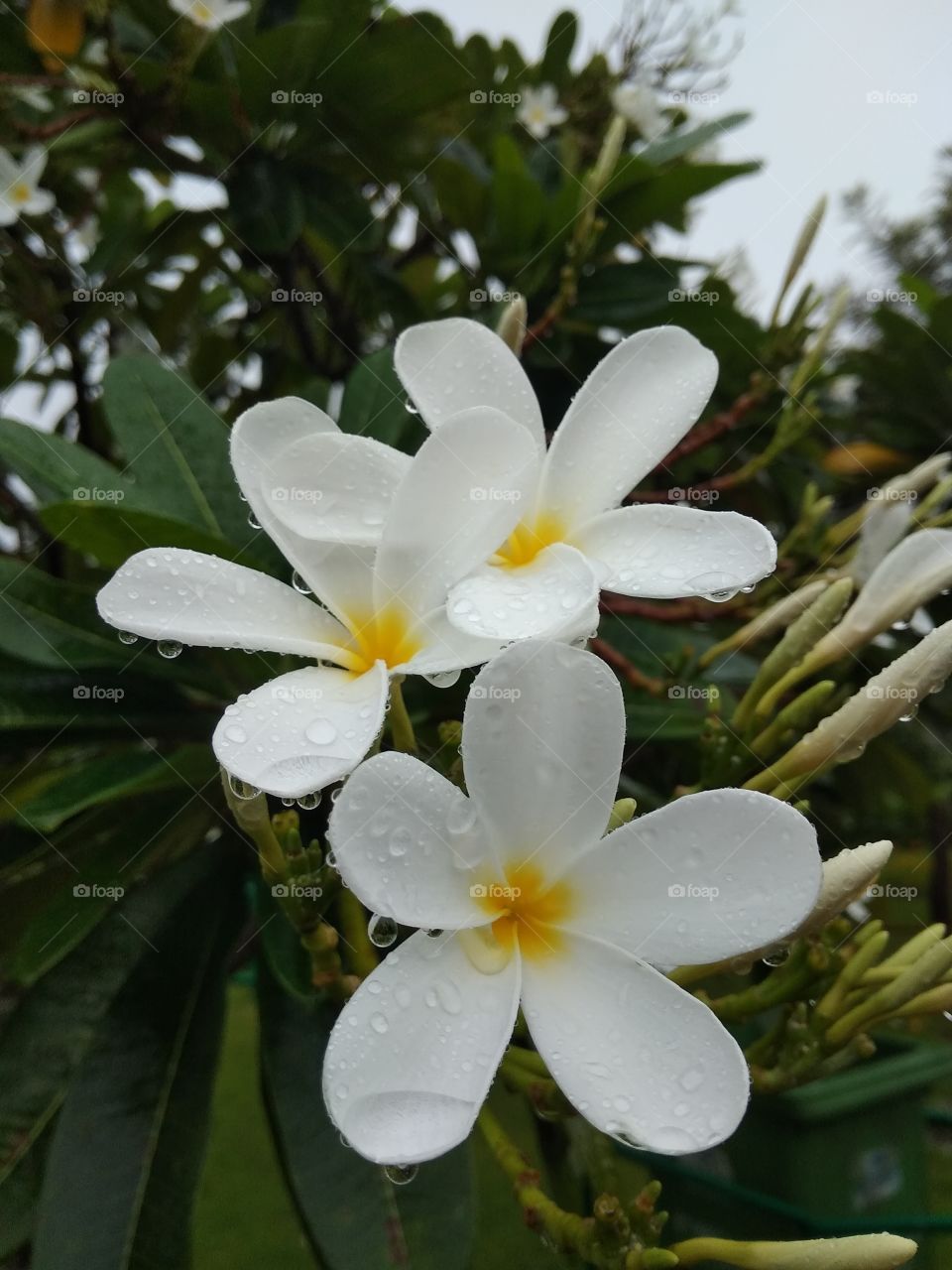 nature of frangipani flower