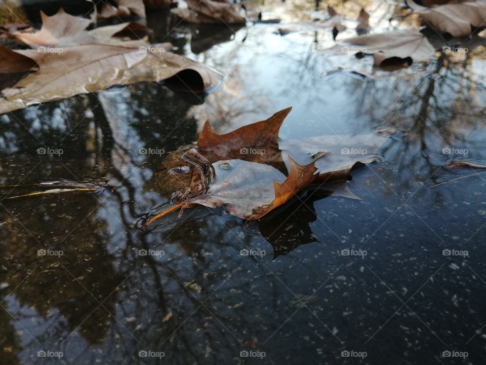 Each leaf tells its own story. 🍁