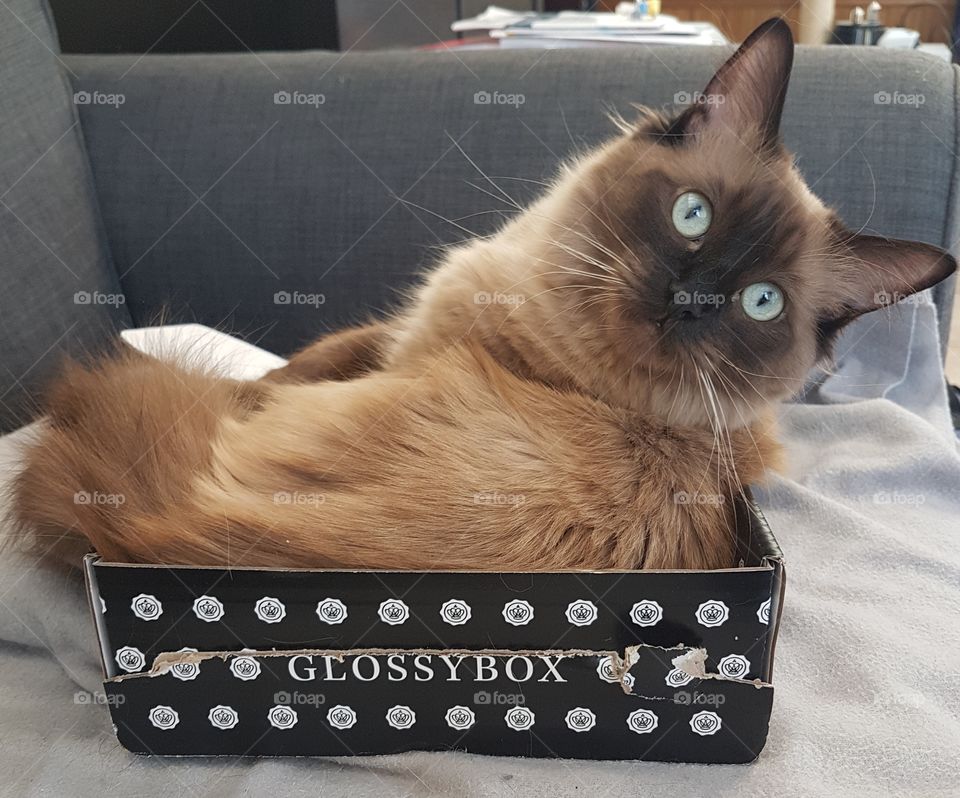 Young cat sitting in a box