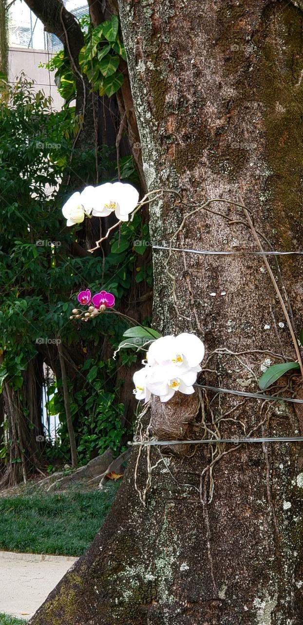 Orquídeas