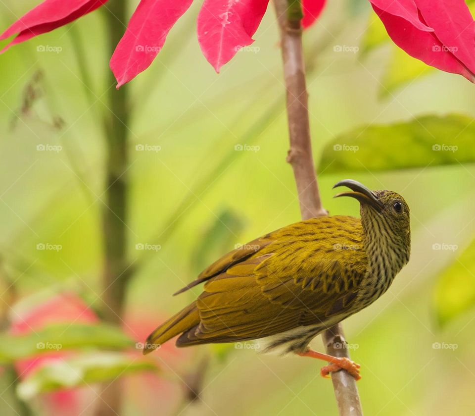 Vietnam wildlife  Pictures