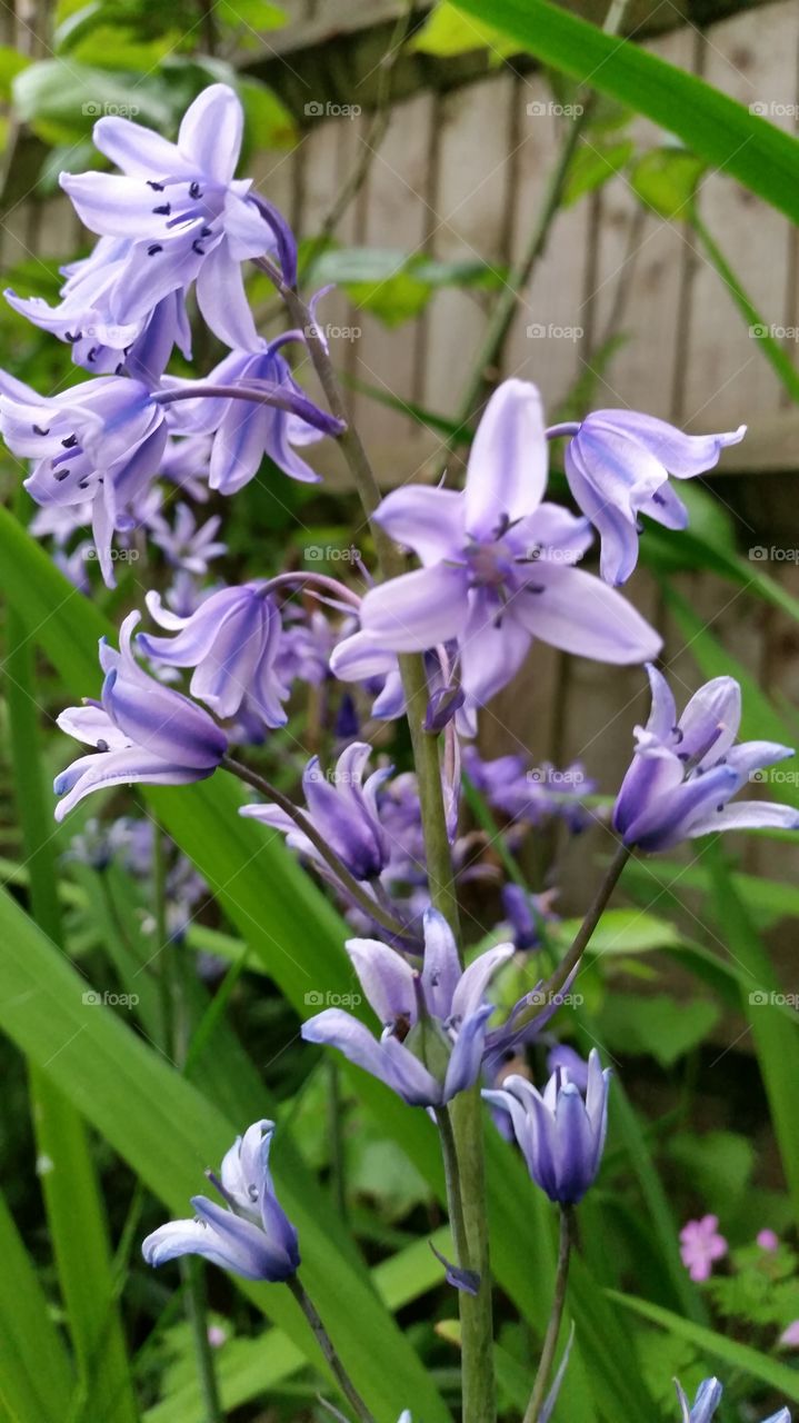 Blue Bells. Spring Blooms