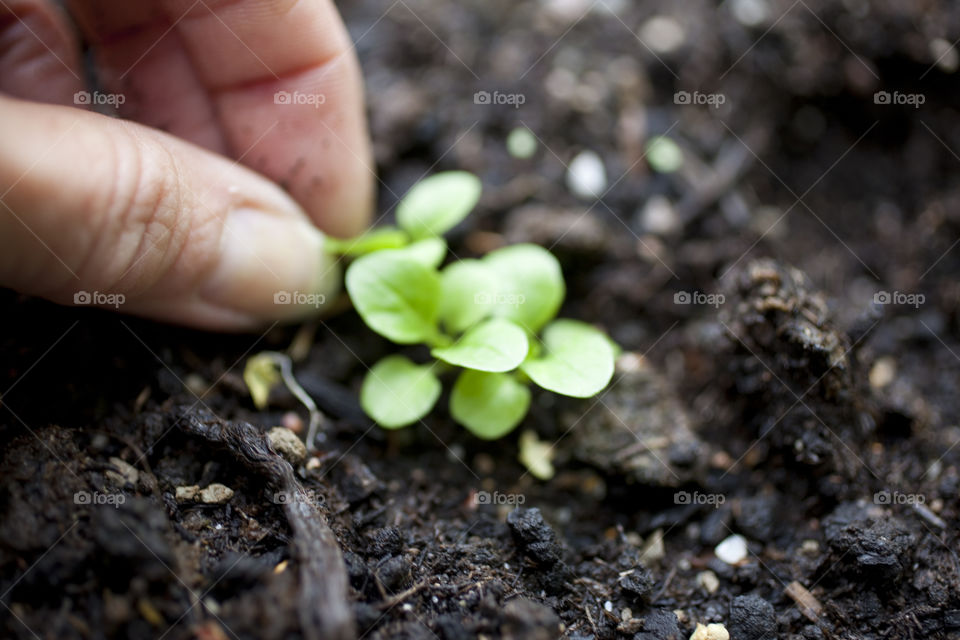 Sallad leaves