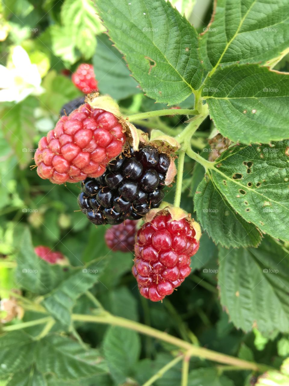 Close up berries on the bush