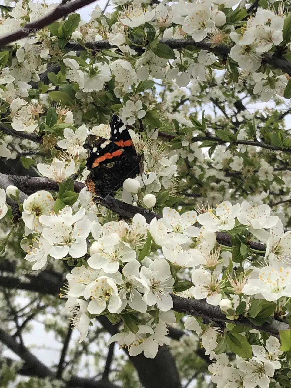 White Cherry Tree 