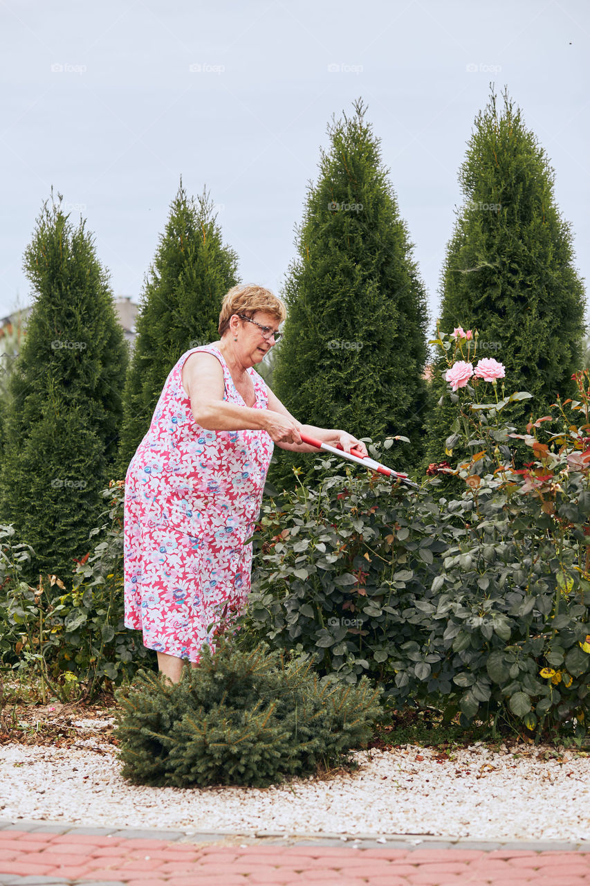 Mature woman working at a home garden trimming the rose flowers bush. Candid people, real moments, authentic situations