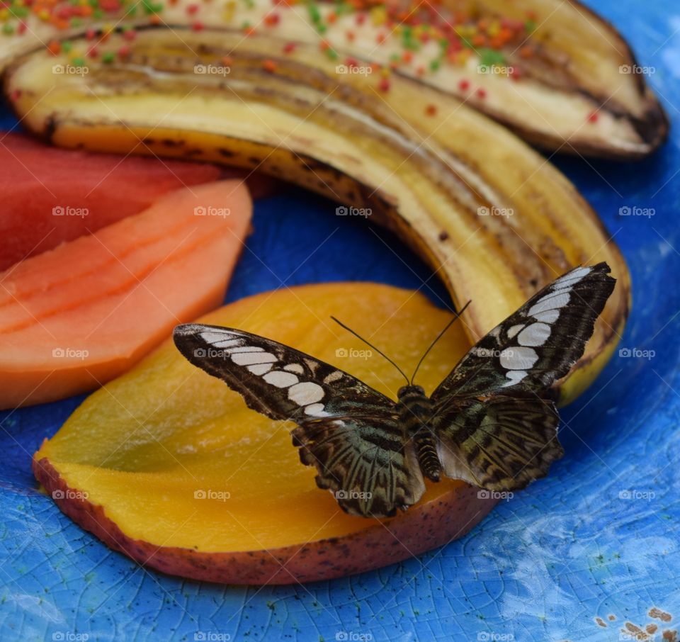 Butterfly Eating