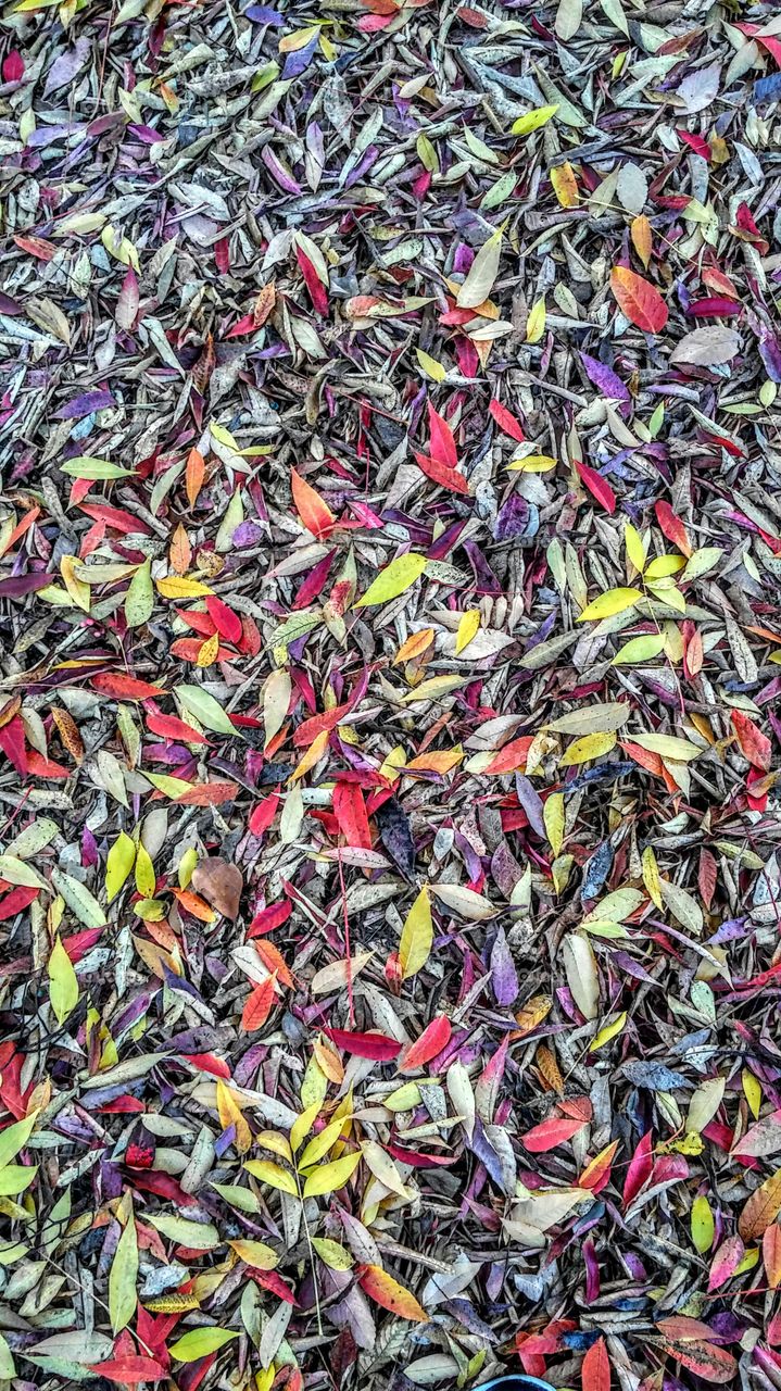 colorful leaves