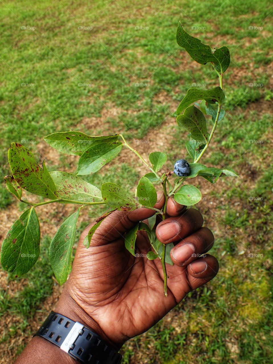 Blueberry