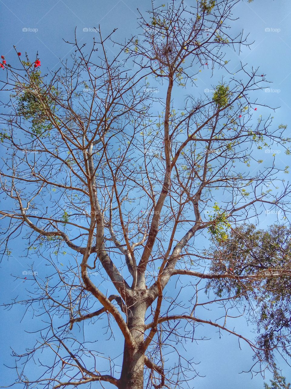 dry tree in awasom nature