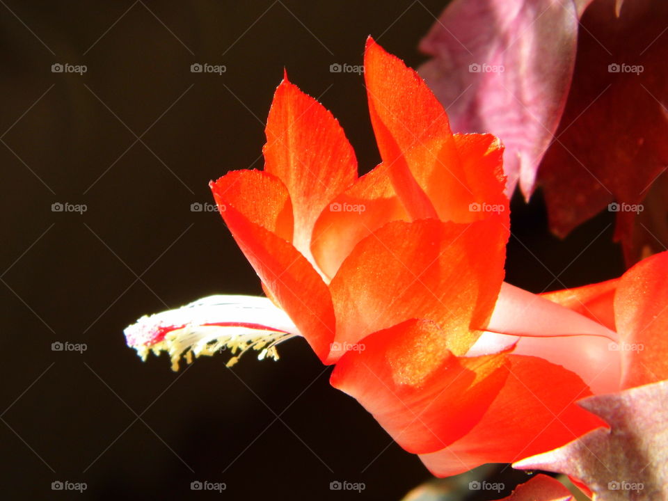 red flower from cactus in my house