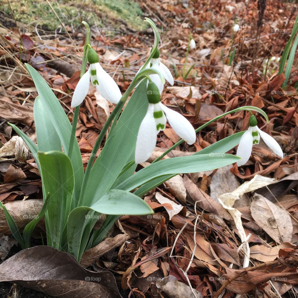 Galanthus nivali