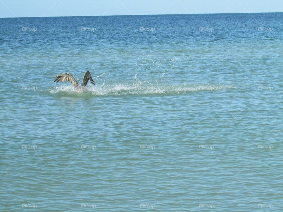 Pelican catching fish 