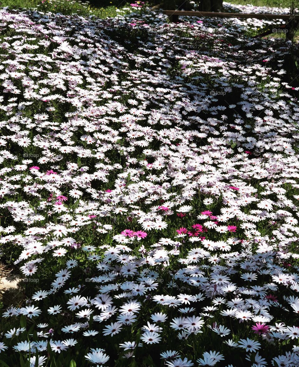 Carpet of Osteospermum, cape daisy, spring flowers