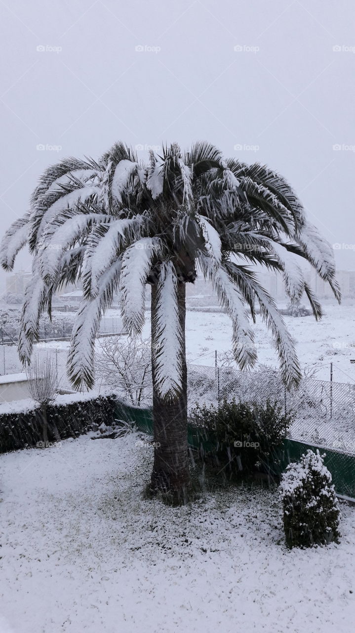 No Person, Tree, Winter, Snow, Outdoors