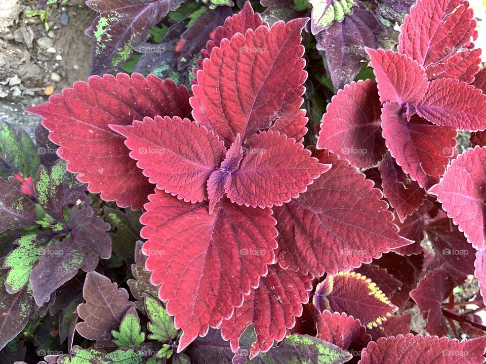 Coleus is probably best known for its beautiful multicolored foliage while it also has delicate flowers. 