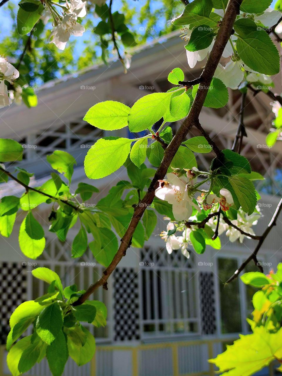 Nature. Plants. In the foreground are white flowers apple blossoms. A bee sits on one flower. In the background is a white house. The green leaves of the apple tree and the blue sky create a contrast between the white flowers and the white house.