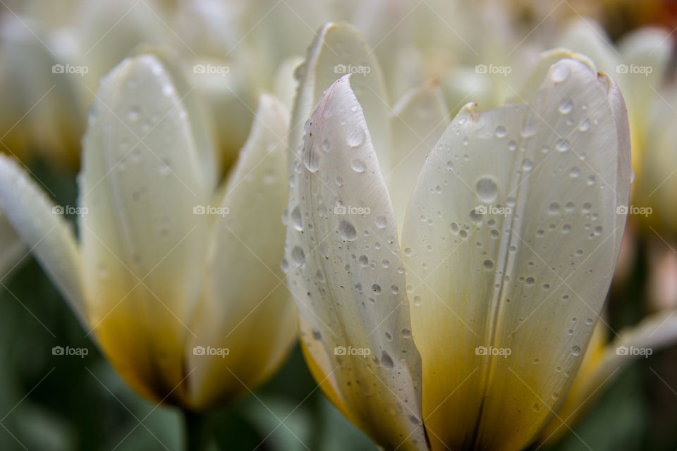 Tulips and water droplets