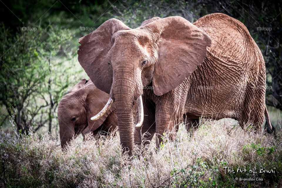 Elephants of Tsavo