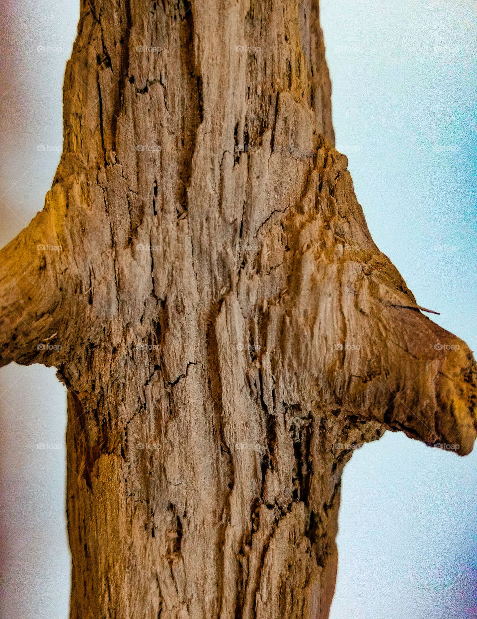 Close-up of tree trunk