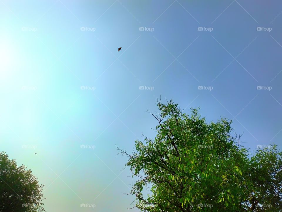 plain blue sky with green tree and flying bird