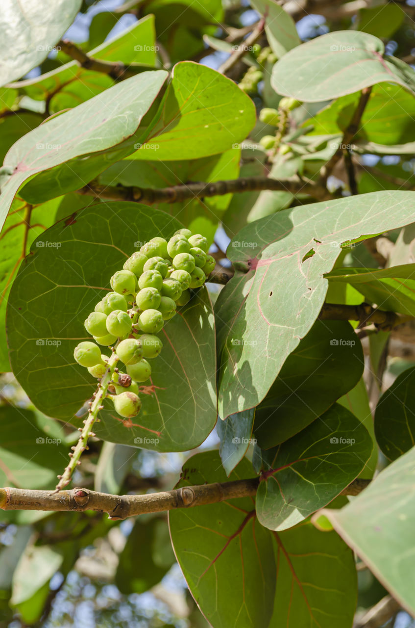 Bunch Of Coccoloba Uvifera Fruits